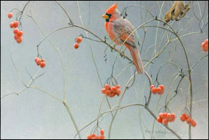 Highbush Cranberries - Cardinal by Robert Bateman