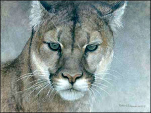Intent - Cougar by Robert Bateman