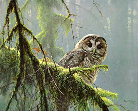 Mossy Branches - Spotted Owl by Robert Bateman