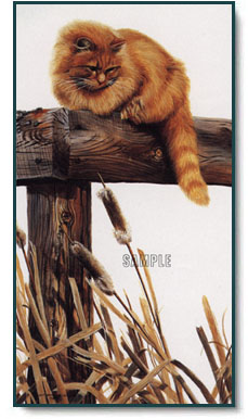 Amy Brackenbury - Cattails