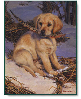 Amy Brackenbury - Featherweight