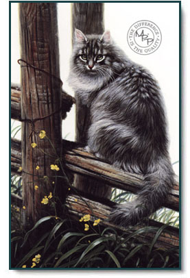 Amy Brackenbury - Pole Cat