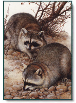 Amy Brackenbury - Prowling Bandits - Raccoons