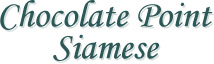 Chocolate Point Siamese