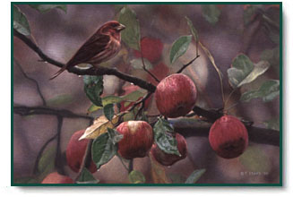 Terry Isaac - Apple Time - Purple Finch