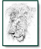 Stephanie Snyder art print: Sleeping Lion