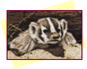 badger or rock hyrax